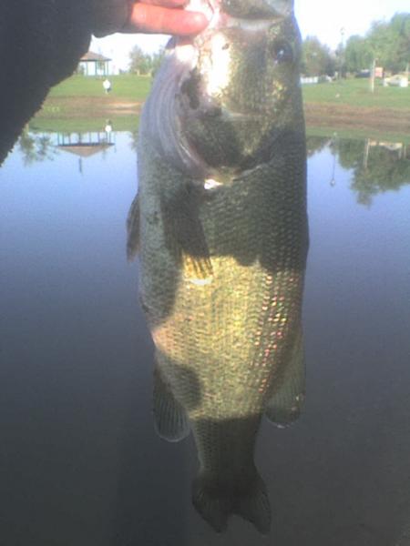 Riverwalk Bass